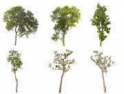 漂亮的景观树木图片