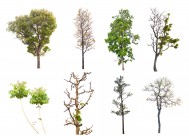 漂亮的景观树木图片