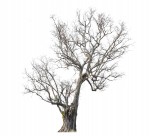 漂亮的景观树木图片