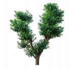 漂亮的景观树木图片