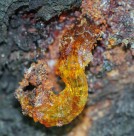 漂亮的树脂植物图片