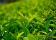 绿色茶叶植物图片大全