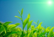 绿色茶叶植物图片大全