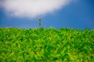 绿色茶叶植物图片大全