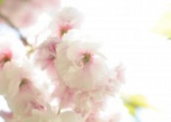嫩嫩的粉色樱花图片