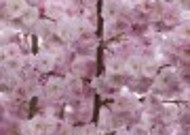 树枝上盛开的樱花图片大全