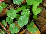 代表幸福的四叶草图片