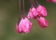 粉色垂丝海棠图片