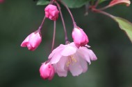 粉色垂丝海棠图片
