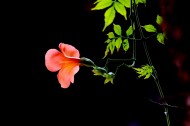 橙色凌霄花图片大全