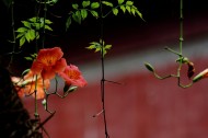 橙色凌霄花图片大全