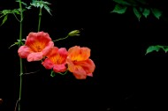 橙色凌霄花图片大全