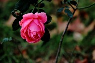 娇艳的粉色月季花图片