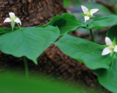 漂亮的白色野花图片大全