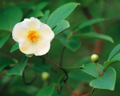 漂亮的白色野花图片大全