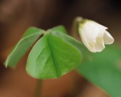 漂亮的白色野花图片大全