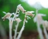 漂亮的白色野花图片大全