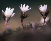 漂亮的白色野花图片大全