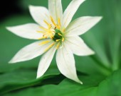 漂亮的白色野花图片大全