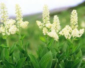 漂亮的白色野花图片大全