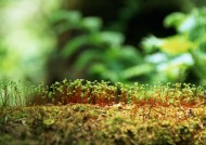 可爱的小苗嫩芽图片