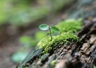 可爱的小苗嫩芽图片