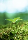 嫩绿的小苗和嫩芽图片大全
