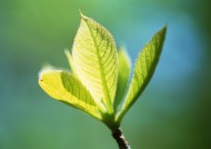 嫩绿的小苗和嫩芽图片大全