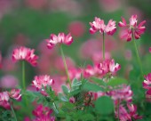 粉嫩粉嫩的野花图片大全