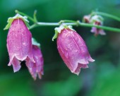 粉嫩粉嫩的野花图片大全