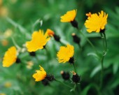 漂亮的黄色野花图片