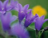 迷人的紫色野花图片