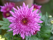 美艳菊花图片大全