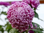 美艳菊花图片大全