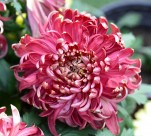 美艳菊花图片大全