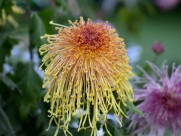 美艳菊花图片大全