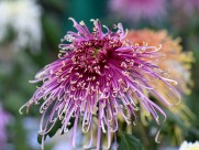 美艳菊花图片大全