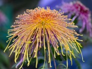 美艳菊花图片大全