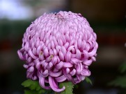 美艳菊花图片大全