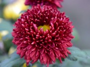 美艳菊花图片大全