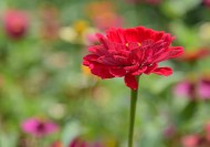 红色和紫色的万寿菊图片