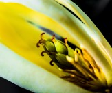 著名的观赏花卉黄兰图片大全