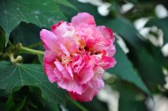 粉色木芙蓉图片