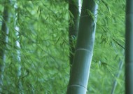 夏日的竹林图片