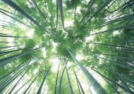 夏日的竹林图片