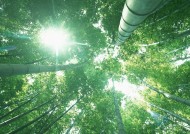 炎炎夏日里的一抹清凉竹林图片大全