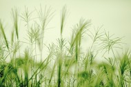 唯美的野草图片