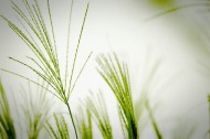 唯美的野草图片