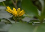 黄色洋姜花图片