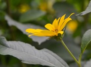 黄色洋姜花图片